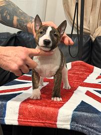 Bull terrier miniature