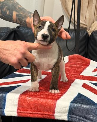 Bull terrier miniature