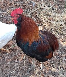 Gallo araucana