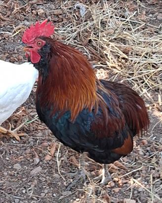 Gallo araucana