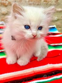 Cucciolo di ragdoll disponibile