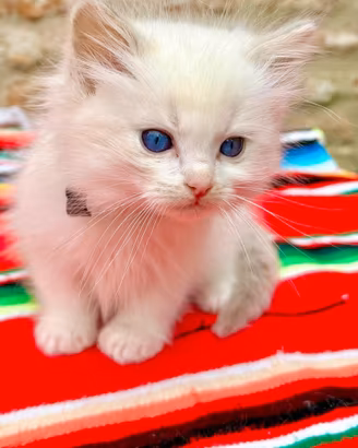 Cucciolo di ragdoll disponibile