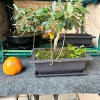 Bonsai ulivo