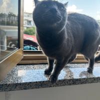 Certosina con vaccini completi sterilizzata