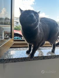 Certosina con vaccini completi sterilizzata