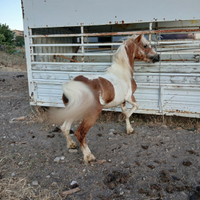 Pony maschio