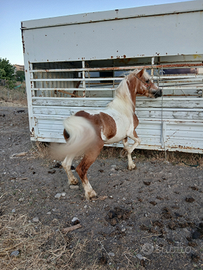Pony maschio