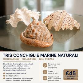 Tris conchiglie marine naturali decorative grandi