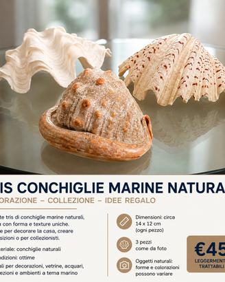 Tris conchiglie marine naturali decorative grandi