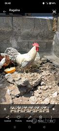 Gallo italianer
