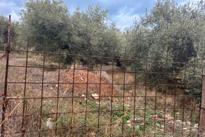 Vendita uliveto
