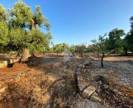 TER. AGRICOLO A FASANO