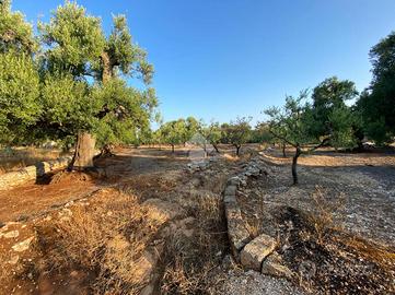 TER. AGRICOLO A FASANO