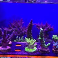 Coralli acquario marino acropore