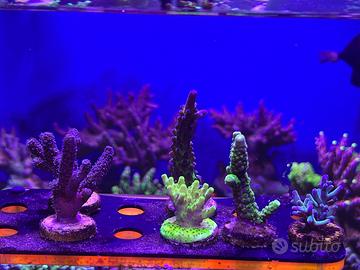 Coralli acquario marino acropore