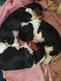 Cavalier king Charles Spaniel cucciole femmine