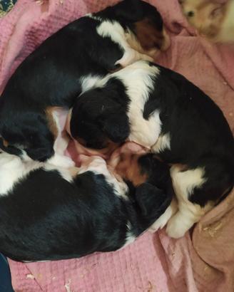 Cavalier king Charles Spaniel cucciole femmine