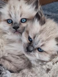 Gattino siberiano ipoallergenico