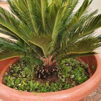 Cycas