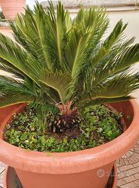 Cycas