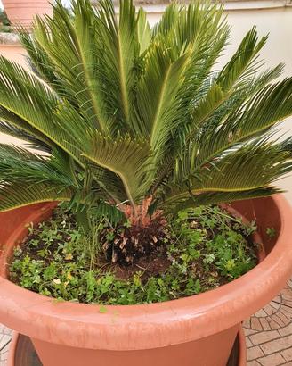 Cycas