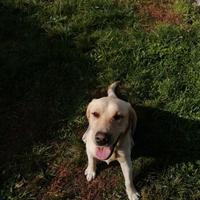 Labrador retriever con pedigree