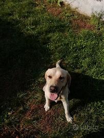 Labrador retriever con pedigree