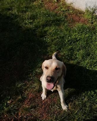 Labrador retriever con pedigree
