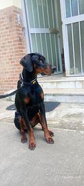 Dobermann