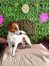 Jack Russell Monta
