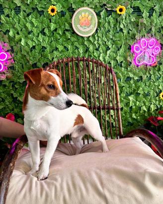 Jack Russell Monta