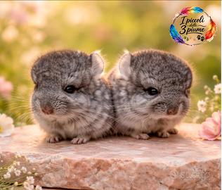 Cincillà royal persian carrier angora/black pearl