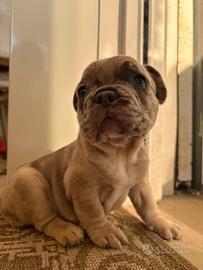 BullDog Francese (ULTIMO PREZZO X NATALE)