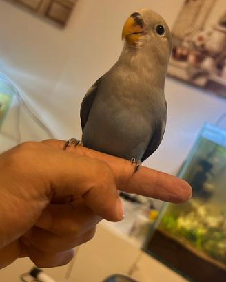 Inseparabile allevato a mano
