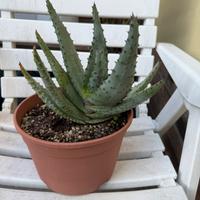 Piante grasse - Aloe ferox e Haworthia reinwardtii