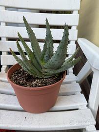Piante grasse - Aloe ferox e Haworthia reinwardtii