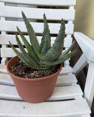 Piante grasse - Aloe ferox e Haworthia reinwardtii