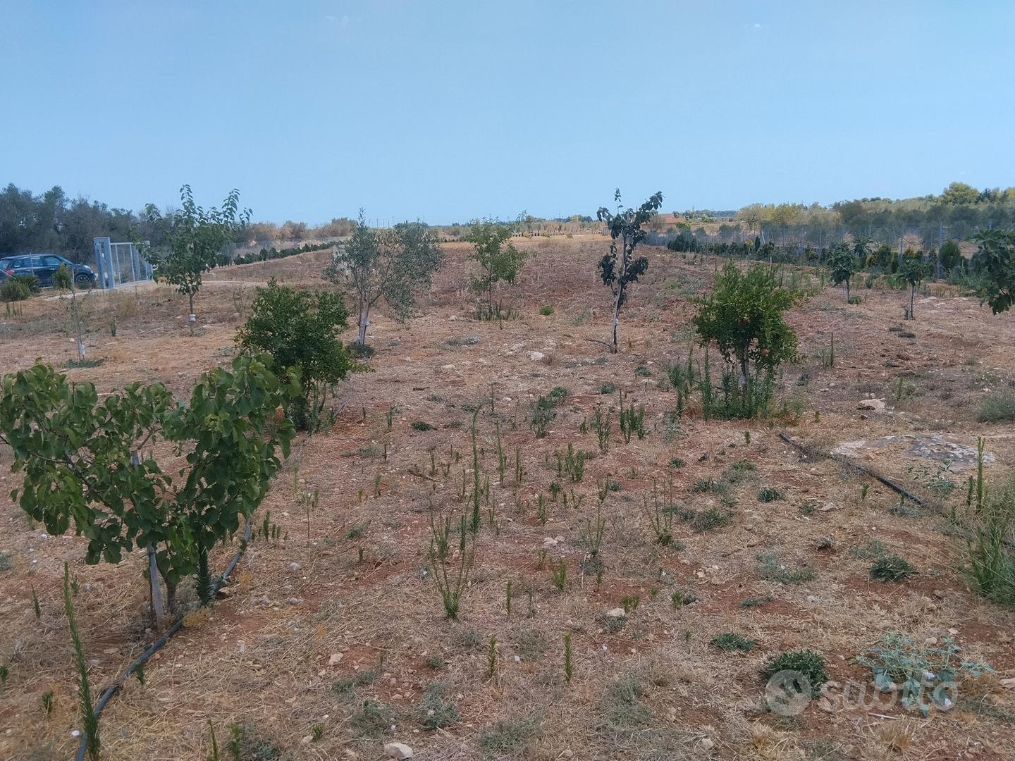 Terreno agricolo, zona Porto Cesareo - Vista 4