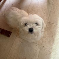 Maltese