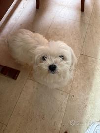 Maltese