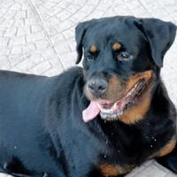 Rottweiler con pedigree di 7anni