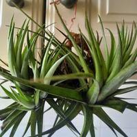 pianta di tillandsia 