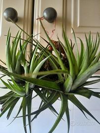 pianta di tillandsia 