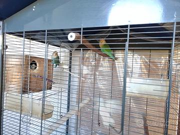 Inseparabili uccellini