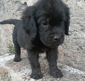 Cuccioli di pastore maremmano