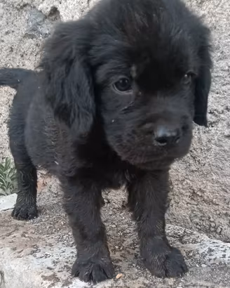 Cuccioli di pastore maremmano