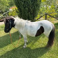 Pony femmina Paint