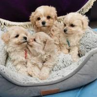 Cuccioli di maltipoo M e F