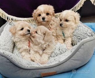Cuccioli di maltipoo M e F