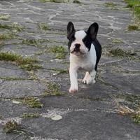 Cucciola Bouledogue Francese